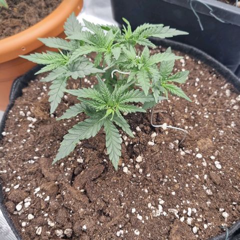It's Brittney Biscotti Bitch growlog timeline photo