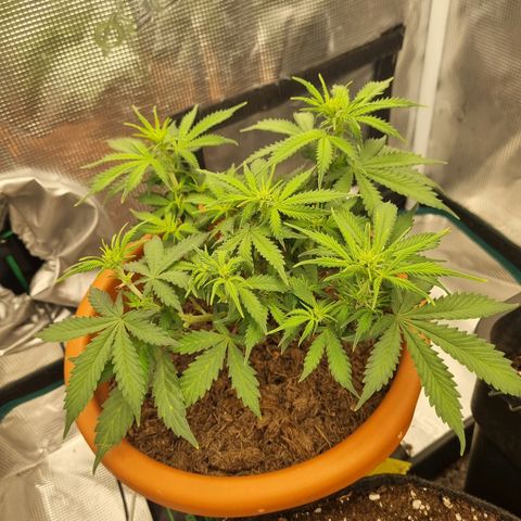 Patricia's Bitch Ass growlog timeline photo