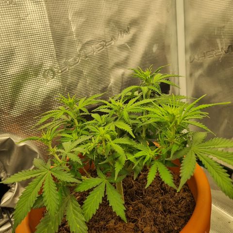 Patricia's Bitch Ass growlog timeline photo