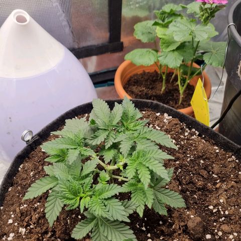 Her name's Bruciepoo growlog timeline photo