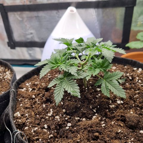 Her name's Bruciepoo growlog timeline photo