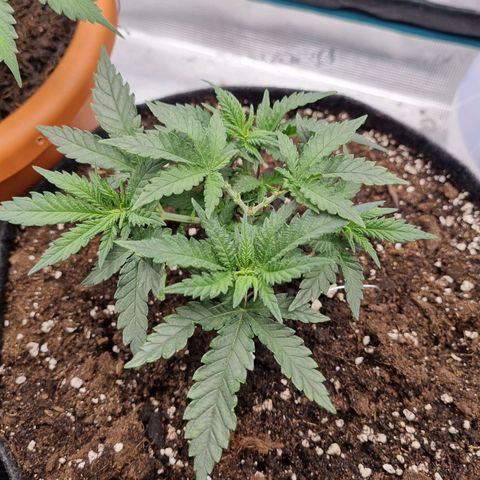 It's Brittney Biscotti Bitch growlog timeline photo