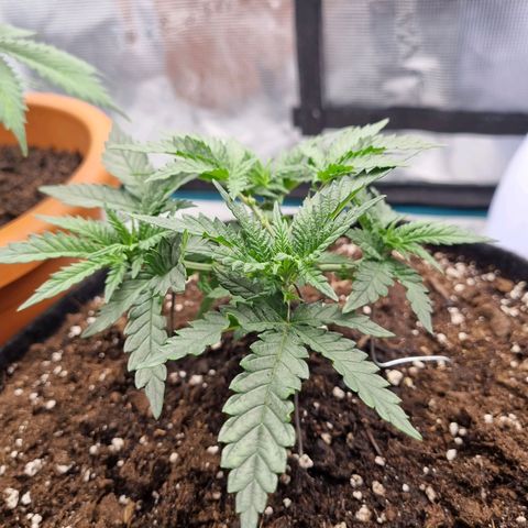 It's Brittney Biscotti Bitch growlog timeline photo