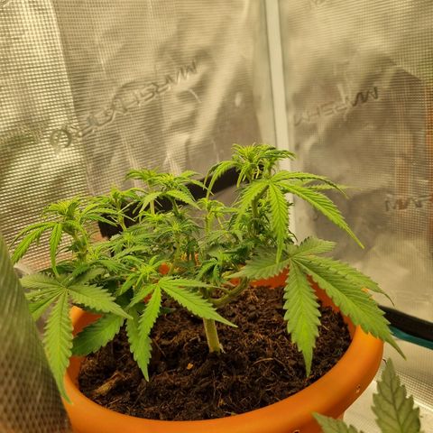 Patricia's Bitch Ass growlog timeline photo