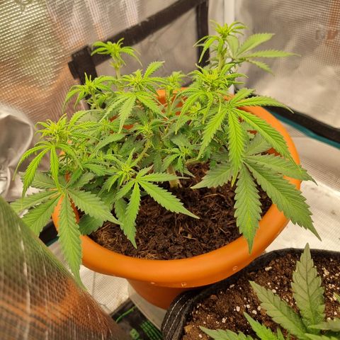 Patricia's Bitch Ass growlog timeline photo