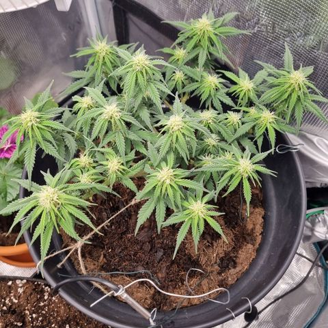 Melissa Bomb growlog timeline photo