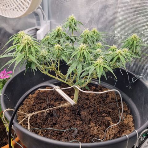 Melissa Bomb growlog timeline photo