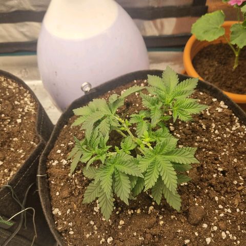 Her name's Bruciepoo growlog timeline photo