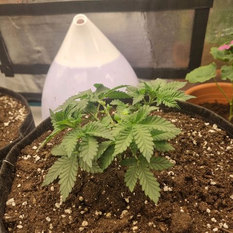 Her name's Bruciepoo growlog timeline photo