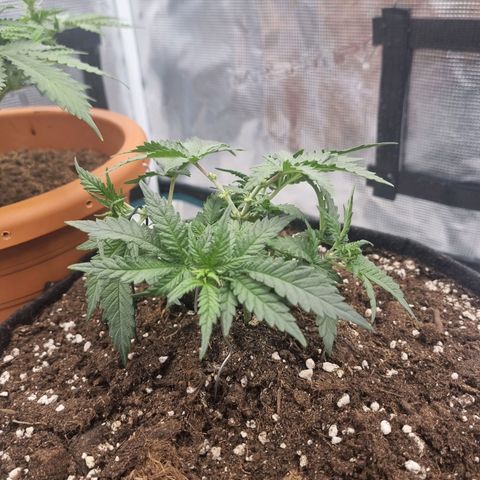 It's Brittney Biscotti Bitch growlog timeline photo