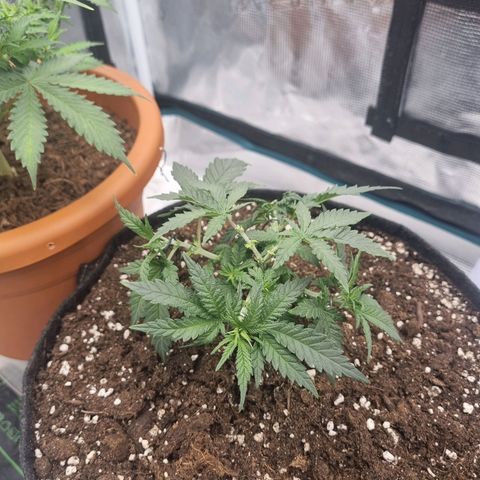 It's Brittney Biscotti Bitch growlog timeline photo