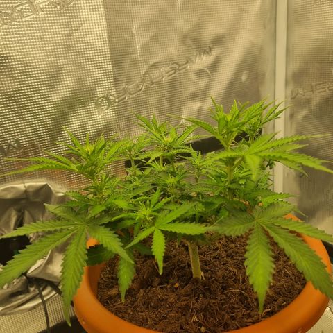 Patricia's Bitch Ass growlog timeline photo