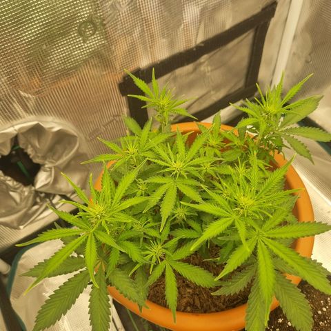 Patricia's Bitch Ass growlog timeline photo