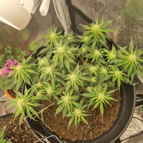 Melissa Bomb growlog timeline photo