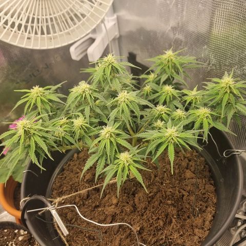 Melissa Bomb growlog timeline photo