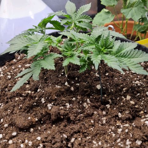 Her name's Bruciepoo growlog timeline photo