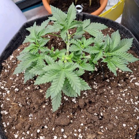 Her name's Bruciepoo growlog timeline photo