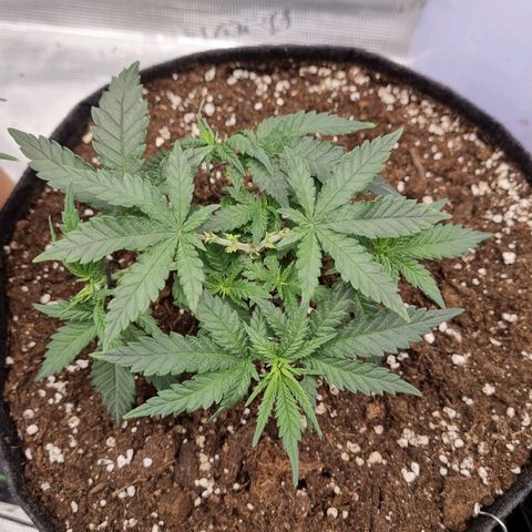 It's Brittney Biscotti Bitch growlog timeline photo