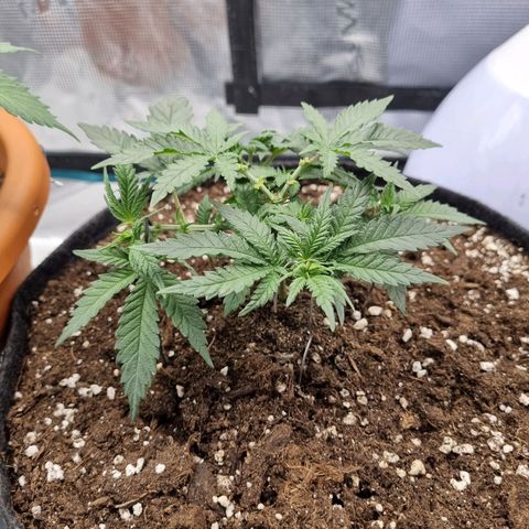 It's Brittney Biscotti Bitch growlog timeline photo