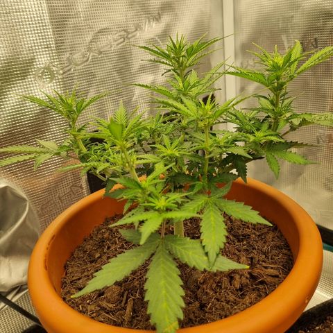 Patricia's Bitch Ass growlog timeline photo