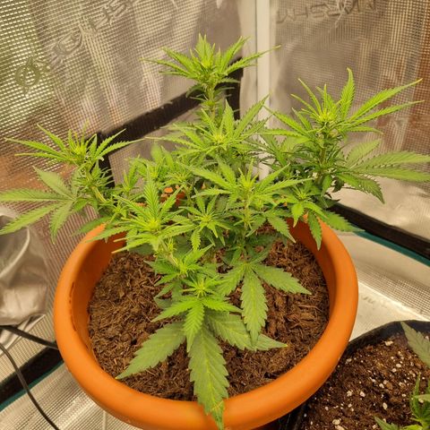 Patricia's Bitch Ass growlog timeline photo