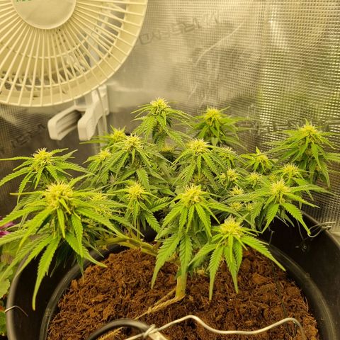 Melissa Bomb growlog timeline photo