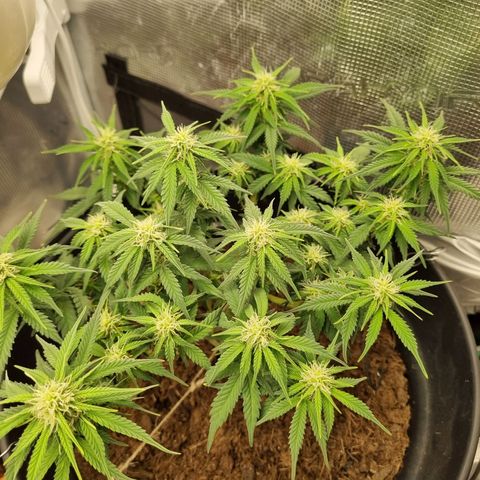 Melissa Bomb growlog timeline photo