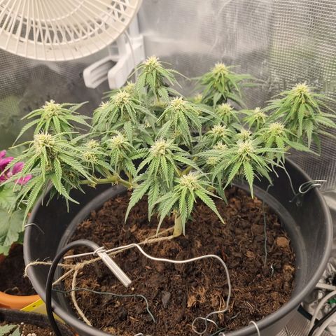 Melissa Bomb growlog timeline photo