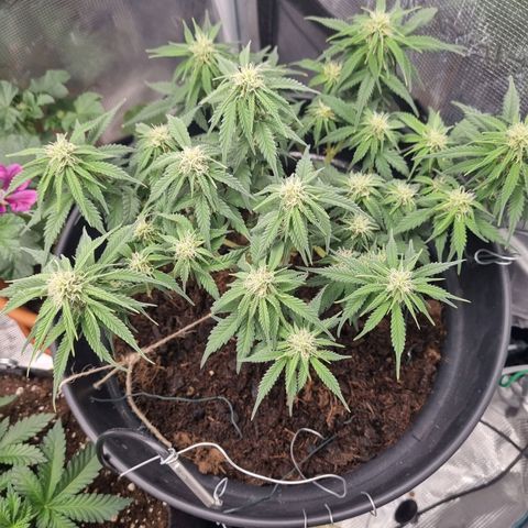 Melissa Bomb growlog timeline photo
