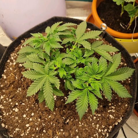 Her name's Bruciepoo growlog timeline photo