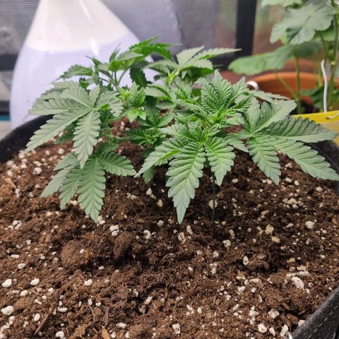 Her name's Bruciepoo growlog timeline photo