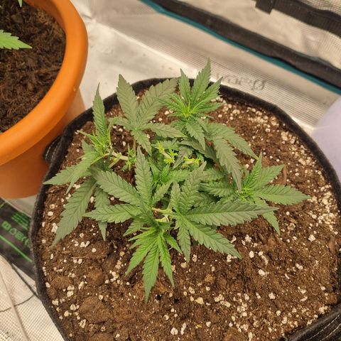 It's Brittney Biscotti Bitch growlog timeline photo