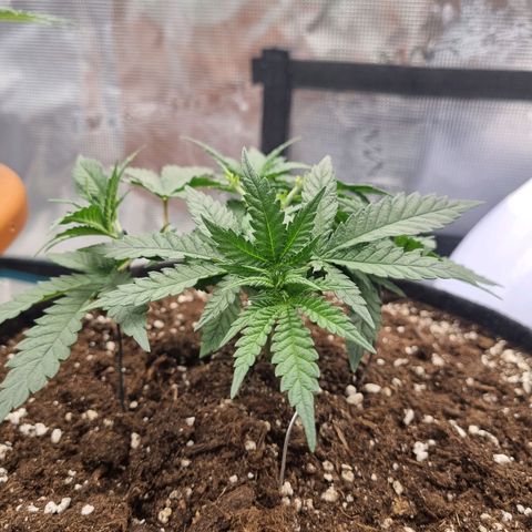 It's Brittney Biscotti Bitch growlog timeline photo