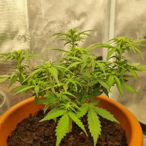 Patricia's Bitch Ass growlog timeline photo