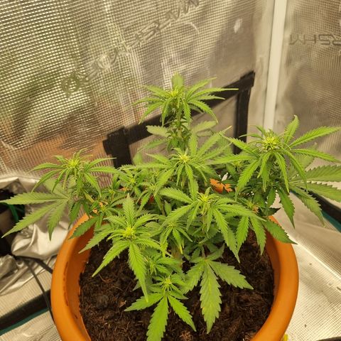 Patricia's Bitch Ass growlog timeline photo