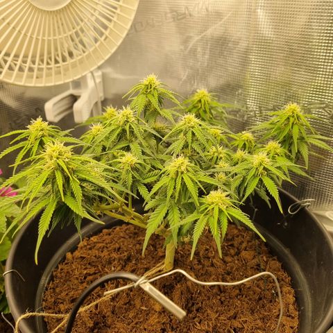 Melissa Bomb growlog timeline photo