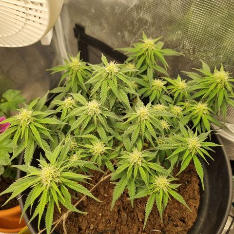 Melissa Bomb growlog timeline photo