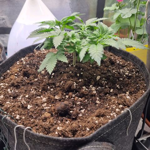 Her name's Bruciepoo growlog timeline photo