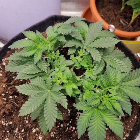 Her name's Bruciepoo growlog timeline photo