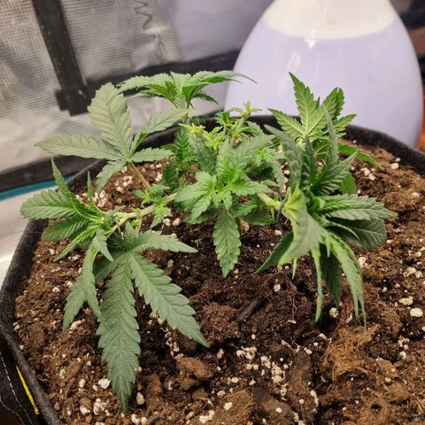 It's Brittney Biscotti Bitch growlog timeline photo