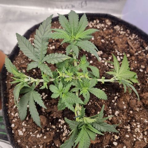 It's Brittney Biscotti Bitch growlog timeline photo