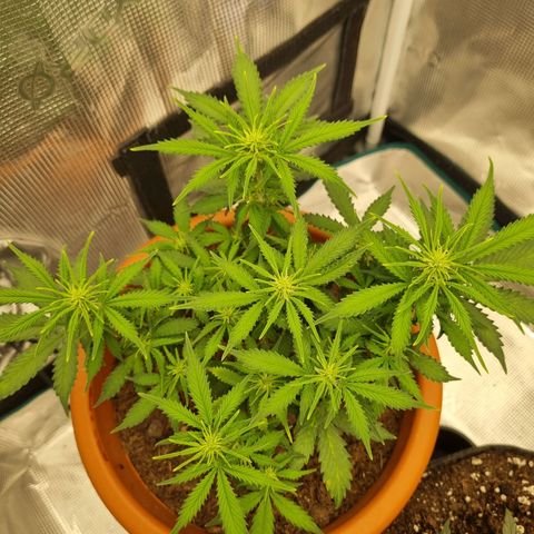 Patricia's Bitch Ass growlog timeline photo
