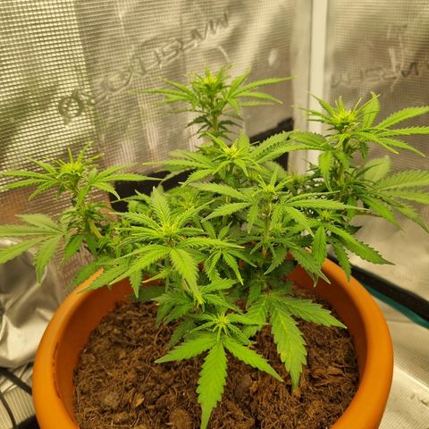 Patricia's Bitch Ass growlog timeline photo
