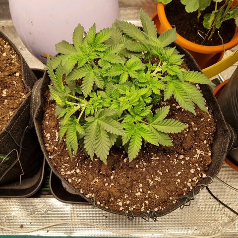 Her name's Bruciepoo growlog timeline photo