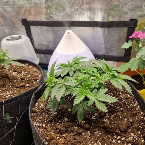 Her name's Bruciepoo growlog timeline photo