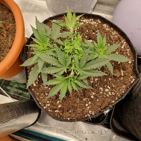 It's Brittney Biscotti Bitch growlog timeline photo