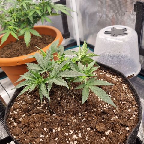 It's Brittney Biscotti Bitch growlog timeline photo