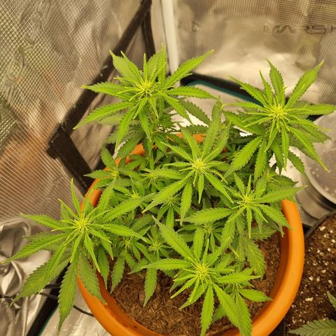 Patricia's Bitch Ass growlog timeline photo