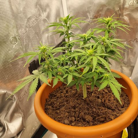 Patricia's Bitch Ass growlog timeline photo