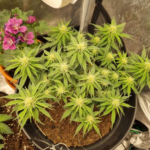 Melissa Bomb growlog timeline photo